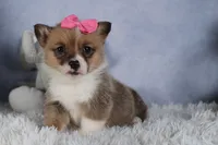 TWILIGHT, a female Pembroke Welsh Corgi for sale in Baltic, OH – Photo 2 of 10