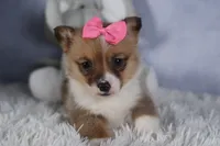 TWILIGHT, a female Pembroke Welsh Corgi for sale in Baltic, OH – Photo 4 of 10