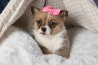 TWILIGHT, a female Pembroke Welsh Corgi for sale in Baltic, OH – Photo 6 of 10