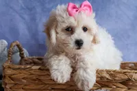 NANCY, a female Bichpoo for sale in Baltic, OH – 5 of 10