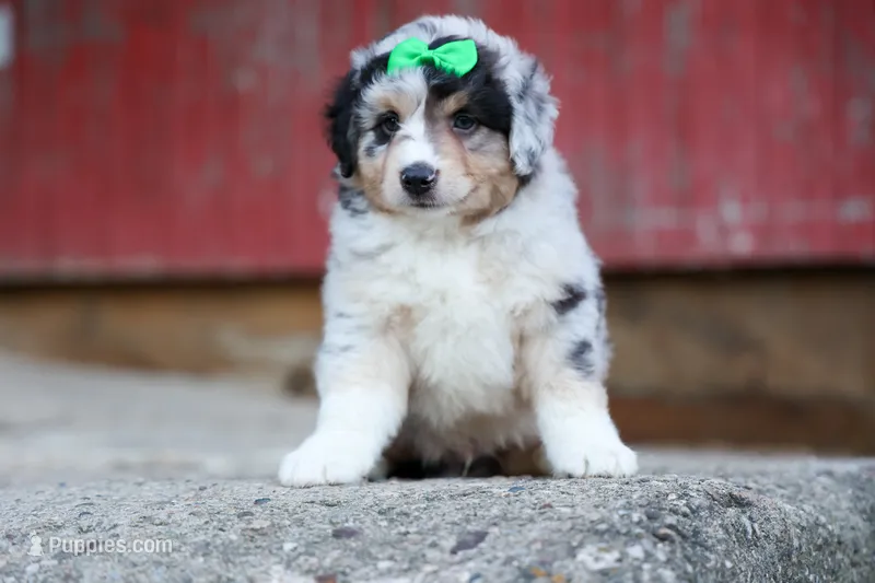 LANDON – Miniature American Shepherd puppy for sale in Baltic, OH