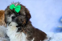 RUSTY, a male Shih Tzu for sale in Baltic, OH – 7 of 10