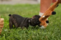 BETZY, a female Frenchton for sale in Baltic, OH – 2 of 9