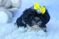 SASHA, a female Shih Tzu for sale in Baltic, OH – 2 of 10
