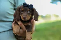 MAX, a male Miniature Dachshund for sale in Baltic, OH – 7 of 10