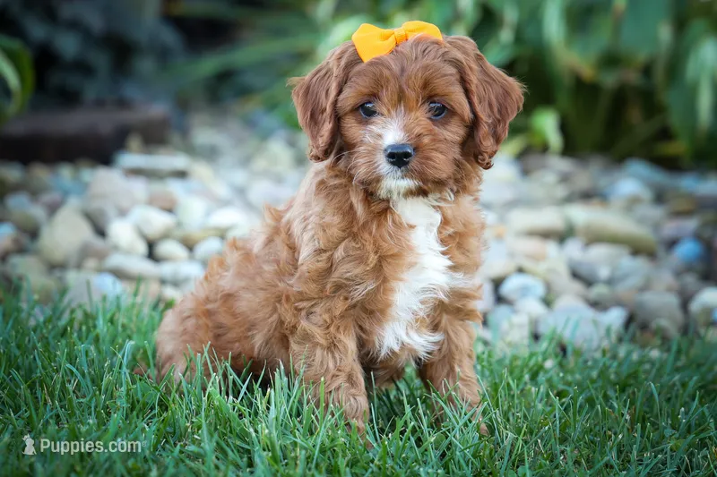 MAXY – Cavapoo puppy for sale in Baltic, OH