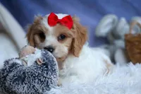 ROSCOE, a male Cavachon for sale in Baltic, OH – 7 of 10