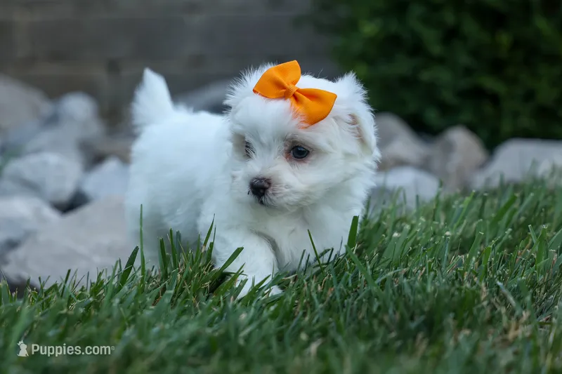 PATRICK – Maltese puppy for sale in Baltic, OH