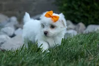 PATRICK, a male Maltese for sale in Baltic, OH – 1 of 10