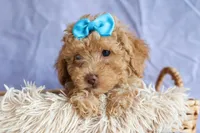ARCHIE, a male Poodle - Miniature  for sale in Baltic, OH – 5 of 10