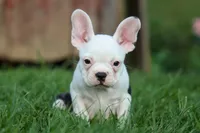 MOLLY, a male Frenchton for sale in Baltic, OH – 6 of 9