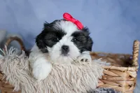 HONEY, a female Shih Tzu for sale in Baltic, OH – Photo 8 of 10