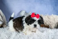 HONEY, a female Shih Tzu for sale in Baltic, OH – Photo 5 of 10