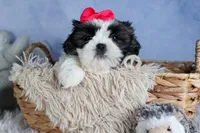 HONEY, a female Shih Tzu for sale in Baltic, OH – Photo 6 of 10