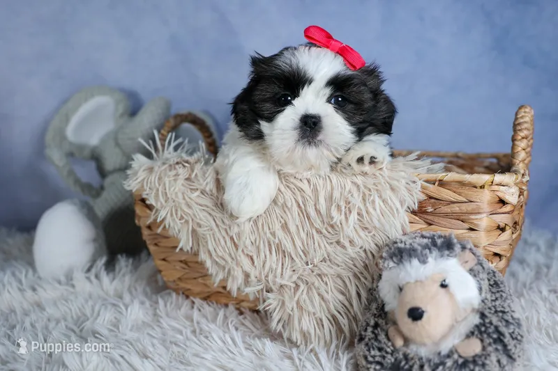 HONEY – Shih Tzu puppy for sale in Baltic, OH