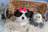 HONEY, a female Shih Tzu for sale in Baltic, OH – Photo 4 of 10