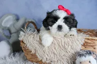 HONEY, a female Shih Tzu for sale in Baltic, OH – Photo 9 of 10