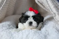 HONEY, a female Shih Tzu for sale in Baltic, OH – Photo 2 of 10