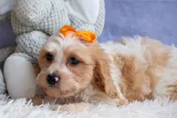 ROMEO, a male Cavachon for sale in Baltic, OH – 4 of 10
