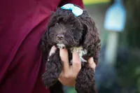 COCO, a male Cavapoo for sale in Baltic, OH – 5 of 10