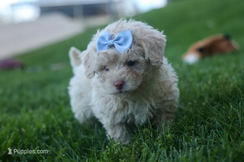 OLEN – Havapoo puppy for sale in Baltic, OH