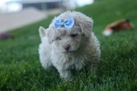 OLEN, a male Havapoo for sale in Baltic, OH – 3 of 9