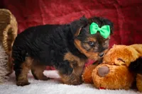 DUKE, a male Yorkshire Terrier for sale in Baltic, OH – 10 of 10