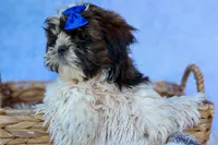 RANDY, a male Shih Tzu for sale in Baltic, OH – 6 of 9