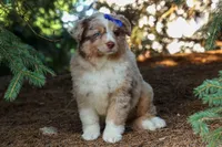LEO, a male Miniature American Shepherd for sale in Baltic, OH – 3 of 10