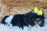 SASHA, a female Shih Tzu for sale in Baltic, OH – 8 of 10