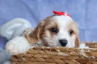 ROSCOE, a male Cavachon for sale in Baltic, OH – 10 of 10