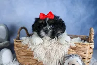 HENRY, a male Shih Tzu for sale in Baltic, OH – Photo 6 of 10