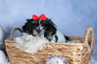 HENRY, a male Shih Tzu for sale in Baltic, OH – Photo 8 of 10