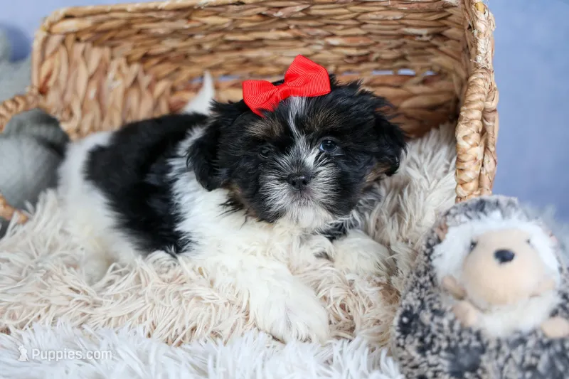 HENRY – Shih Tzu puppy for sale in Baltic, OH