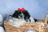 HENRY, a male Shih Tzu for sale in Baltic, OH – Photo 7 of 10