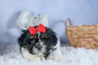 HENRY, a male Shih Tzu for sale in Baltic, OH – Photo 2 of 10