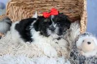 HENRY, a male Shih Tzu for sale in Baltic, OH – Photo 3 of 10
