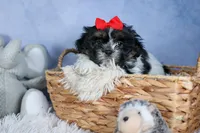 HENRY, a male Shih Tzu for sale in Baltic, OH – Photo 9 of 10