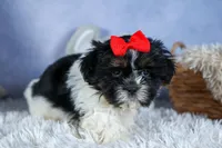 HENRY, a male Shih Tzu for sale in Baltic, OH – Photo 10 of 10