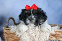 HENRY, a male Shih Tzu for sale in Baltic, OH – Photo 4 of 10