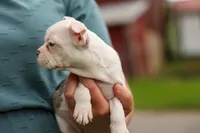 BELLA, a female Frenchton for sale in Baltic, OH – 4 of 10