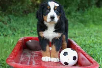 SADIE, a female Bernese Mountain Dog for sale in Baltic, OH – 10 of 10