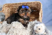 JACKSON, a male Shorkie for sale in Baltic, OH – Photo 6 of 10