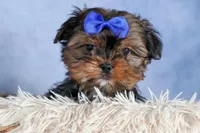 JACKSON, a male Shorkie for sale in Baltic, OH – Photo 2 of 10
