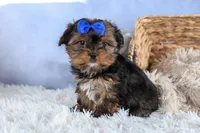 JACKSON, a male Shorkie for sale in Baltic, OH – Photo 3 of 10