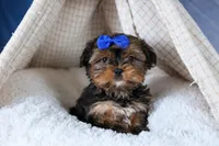 JACKSON, a male Shorkie for sale in Baltic, OH – Photo 8 of 10