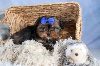 JACKSON, a male Shorkie for sale in Baltic, OH – Photo 5 of 10