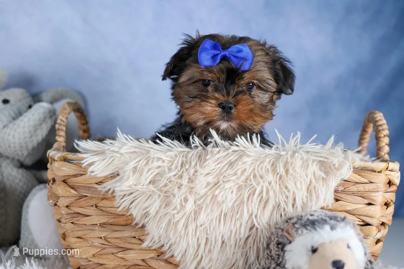 JACKSON – Shorkie puppy for sale in Baltic, OH