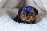 JACKSON, a male Shorkie for sale in Baltic, OH – Photo 9 of 10