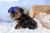 JACKSON, a male Shorkie for sale in Baltic, OH – Photo 4 of 10